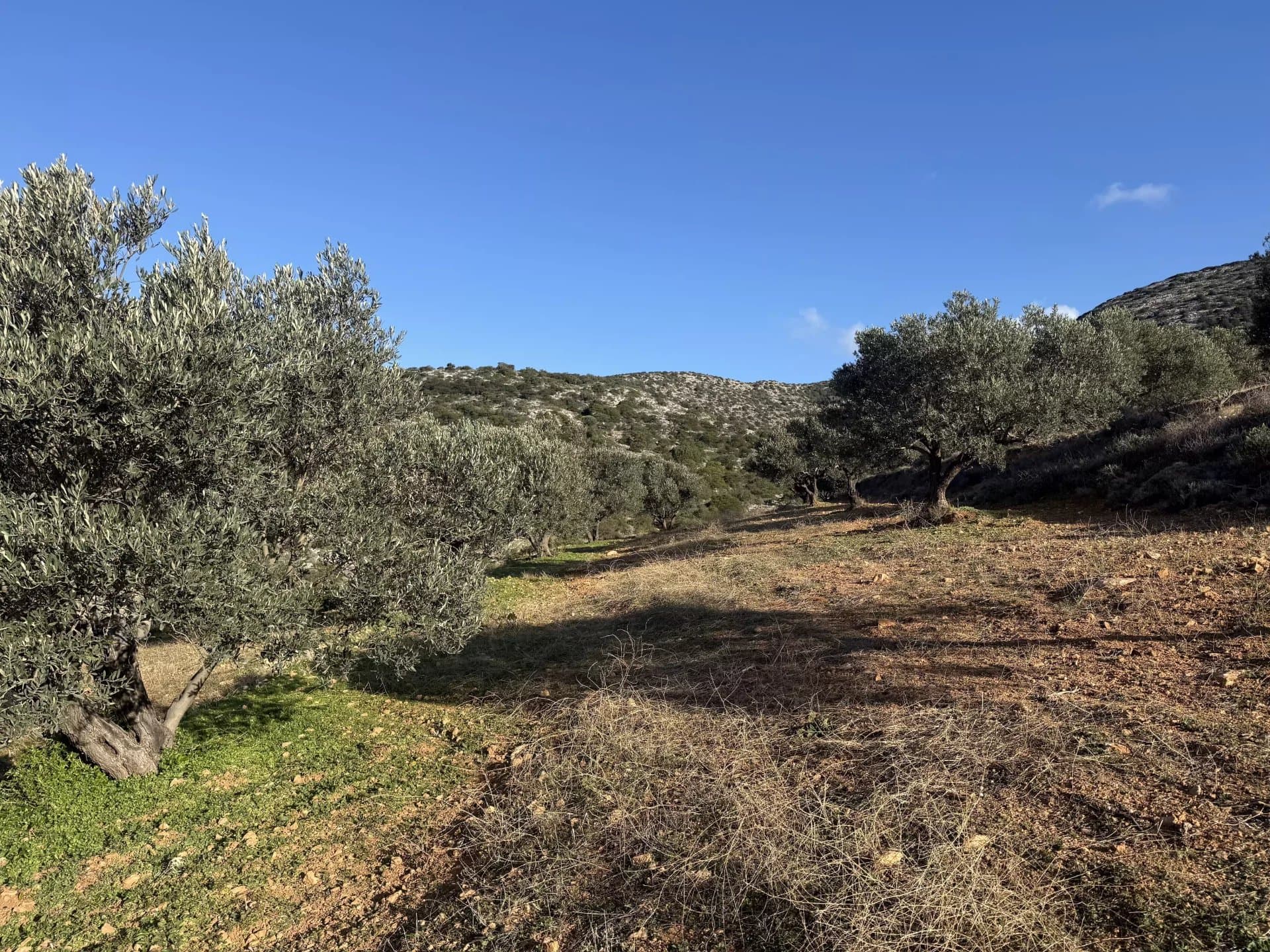 Exclusive Olive Grove Plot for Sale in Tranquil Agkairia – Build Your Paros Dream Retreat - Image 15