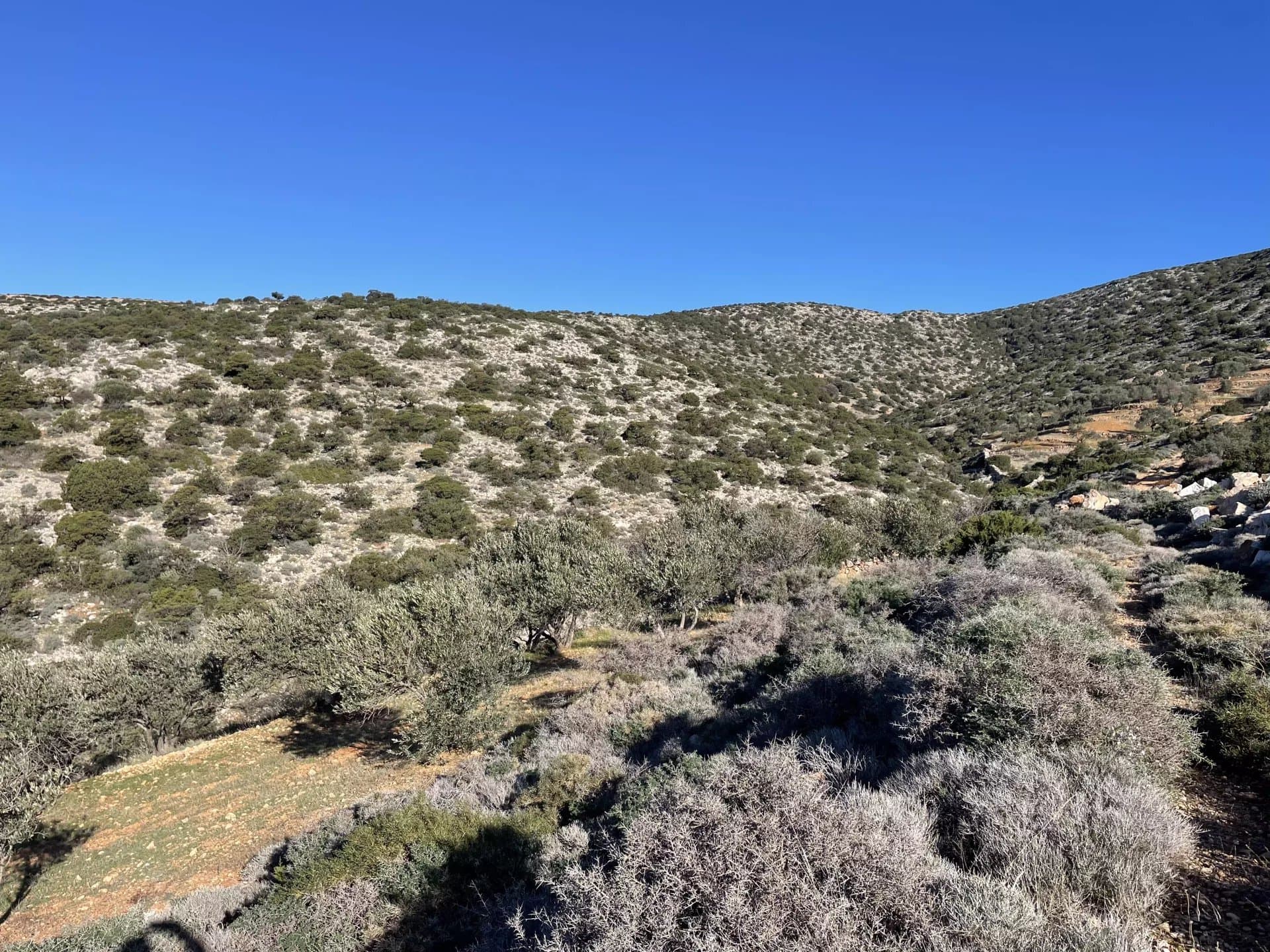 Exclusive Olive Grove Plot for Sale in Tranquil Agkairia – Build Your Paros Dream Retreat - Image 2