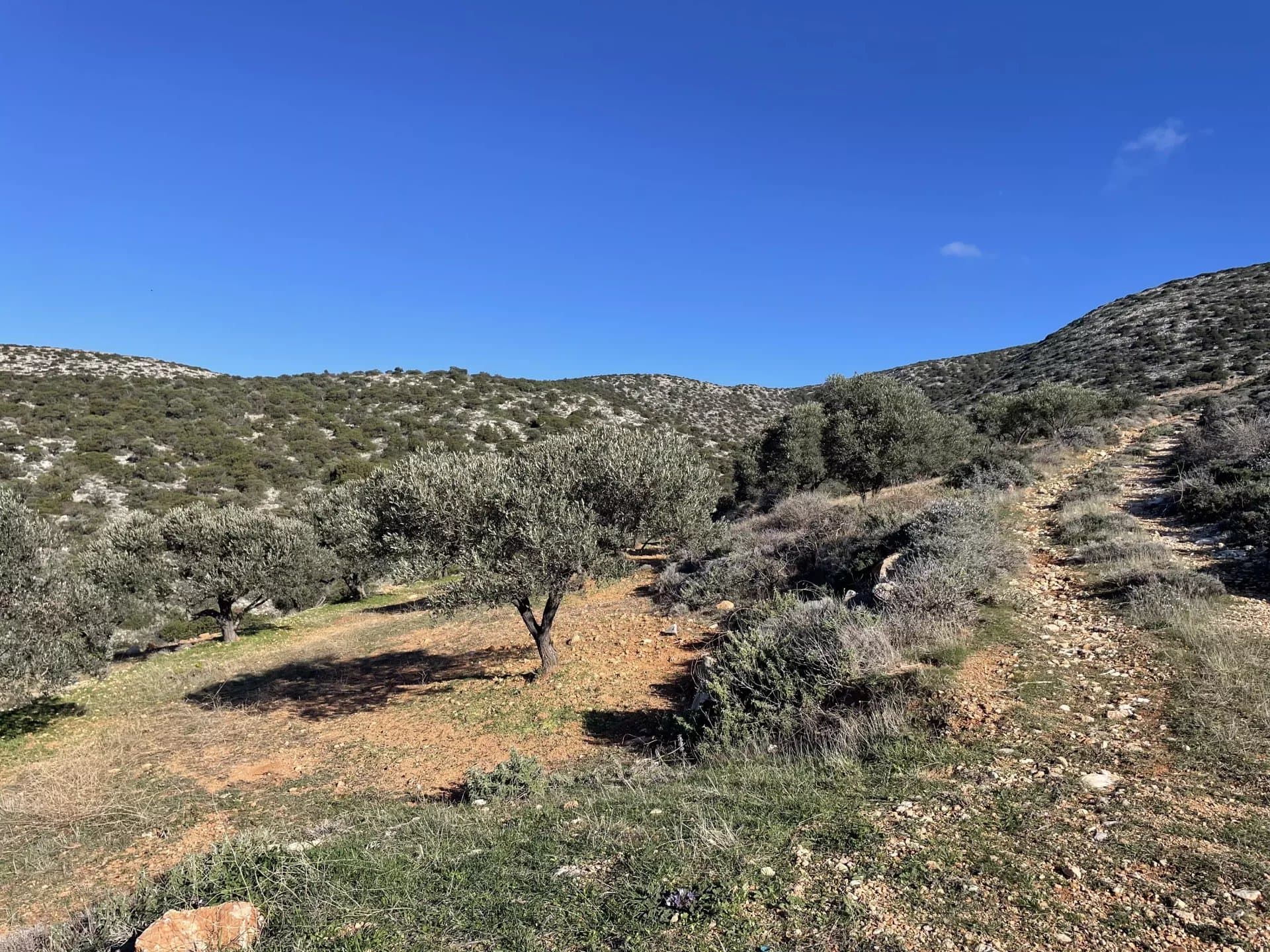 Exclusive Olive Grove Plot for Sale in Tranquil Agkairia – Build Your Paros Dream Retreat - Image 4