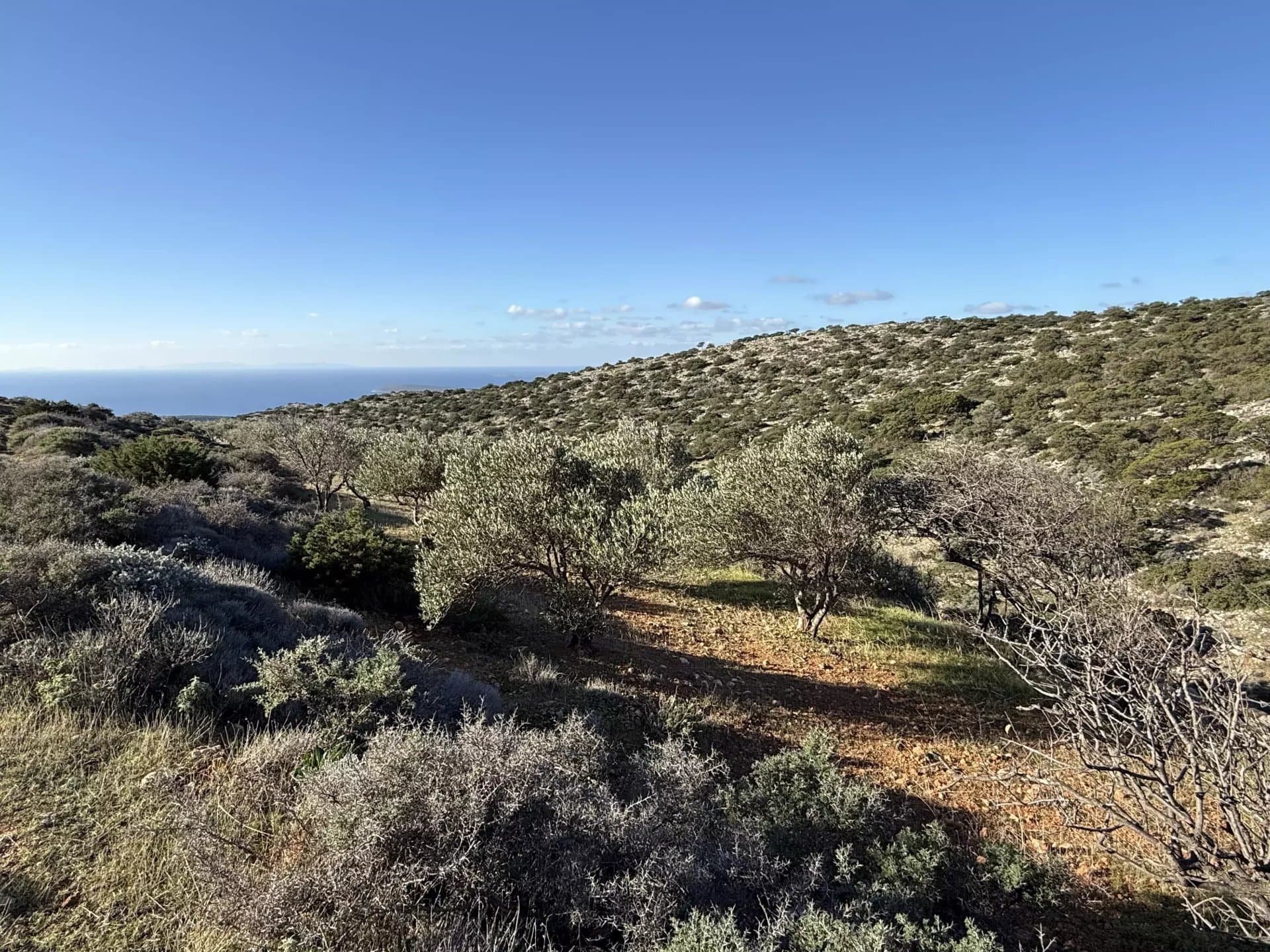 Exclusive Olive Grove Plot for Sale in Tranquil Agkairia – Build Your Paros Dream Retreat - Image 14
